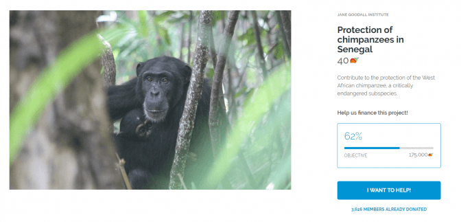 Protection of chimpanzees in Senegal