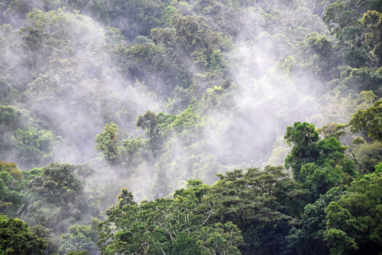 Conserving Earth's forests is essential to cope with climate change. 