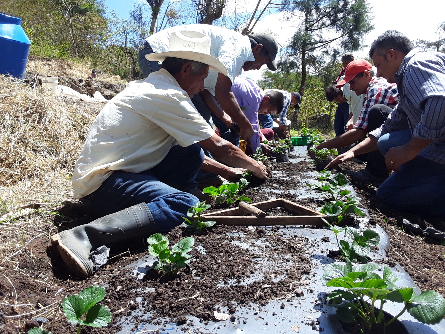 Graças à sua contribuição, poderemos apoiar os produtores de morango que são membros de cooperativas agrícolas na Nicarágua em novas áreas com potencial produtivo.