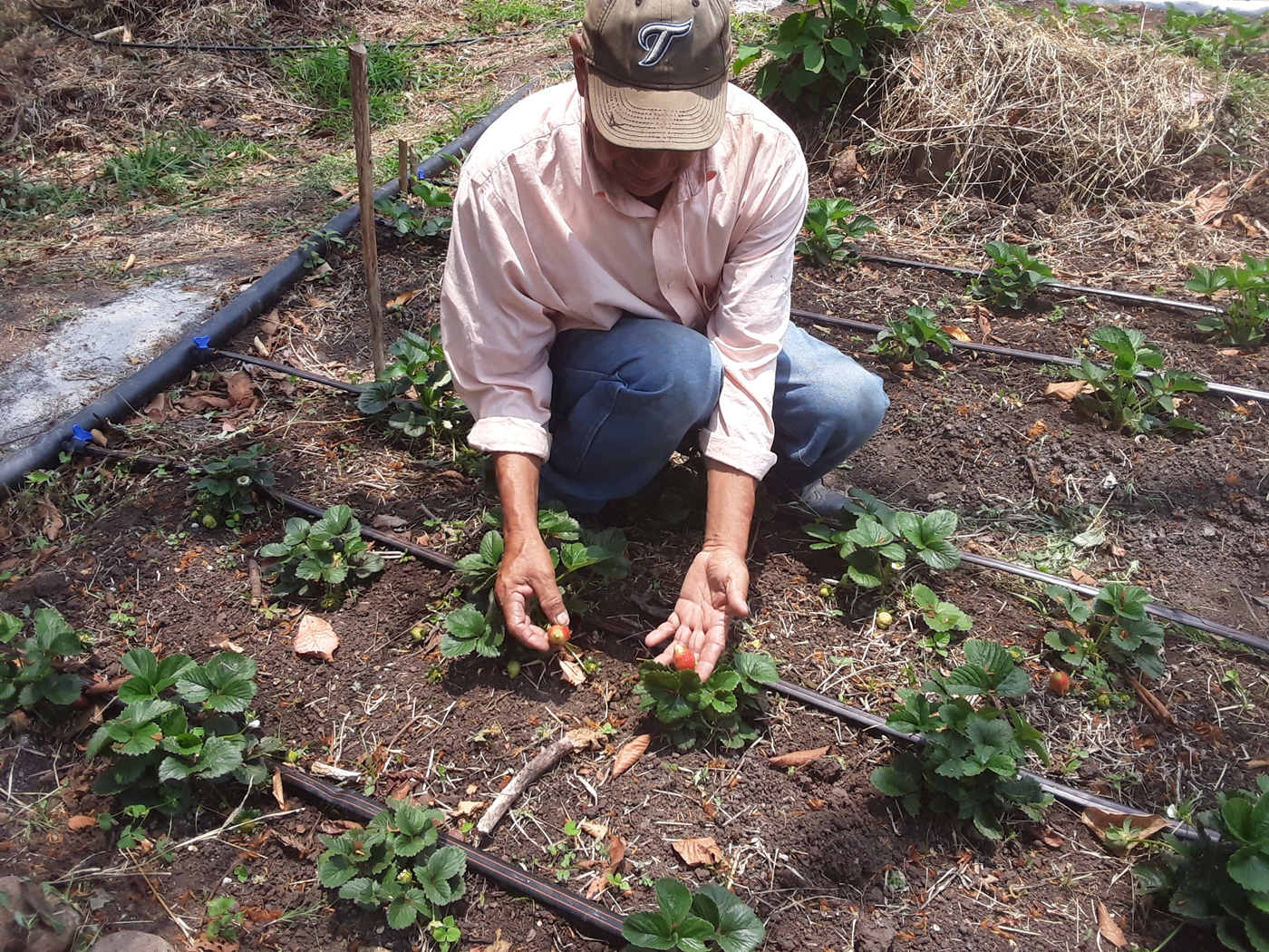 Grâce à votre contribution, nous pourrons soutenir les producteurs de fraises qui sont membres de coopératives agricoles au Nicaragua dans de nouvelles zones à potentiel productif.